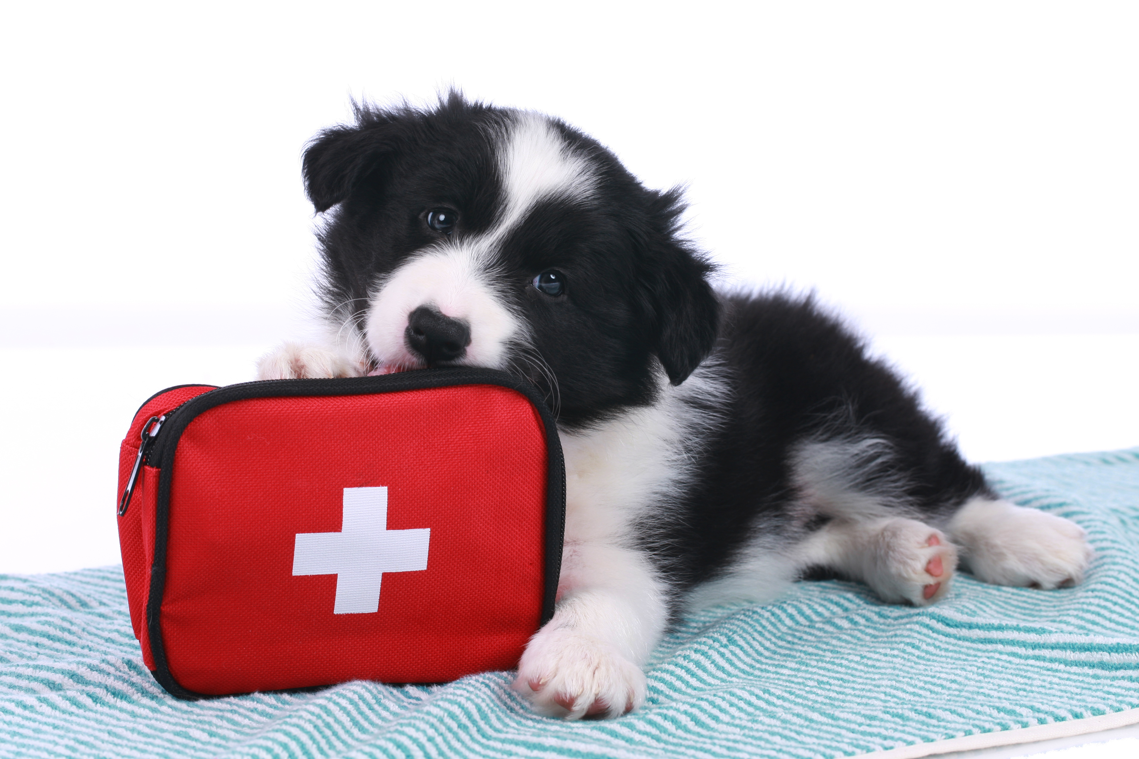 The Ultimate Guide to Pet First Aid Kits: What Every Pet Parent Should Have